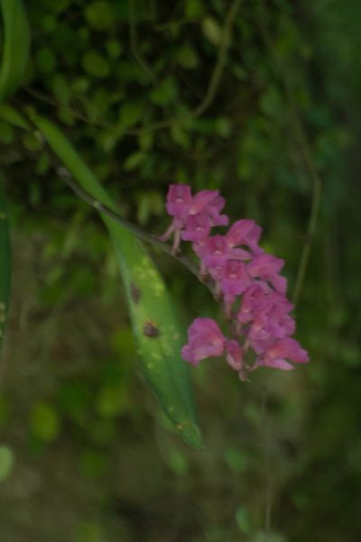 Rodriguezia lanceolata, photographed by Oscar Marín