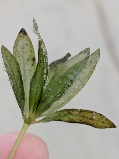 Halophila engelmannii, photographed by Alison Northup