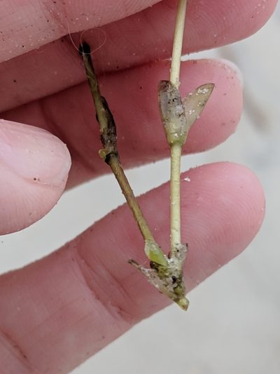 Halophila engelmannii, photographed by Alison Northup