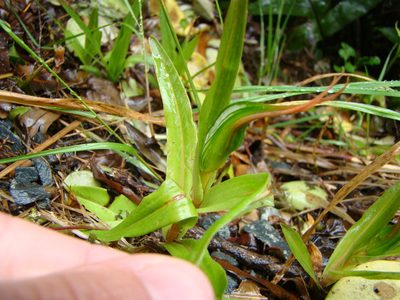 Pterostylis cardiostigma, photographed by Lisa Bennett
