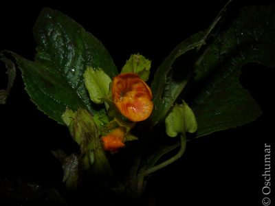 Chrysothemis friedrichsthaliana, photographed by Oscar Marín