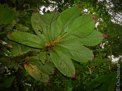 Columnea gigantifolia, photographed by Oscar Marín