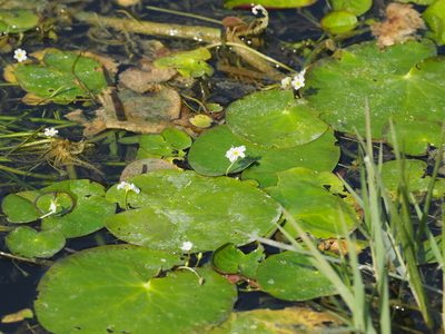 Nymphoides hydrophylla, photographed by Judy Gallagher
