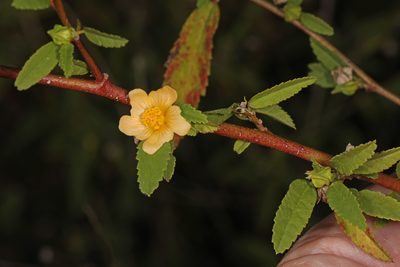 Sida ulmifolia, photographed by Judy Gallagher