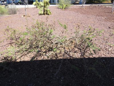Vachellia insulae-iacobi, photographed by Leonel Roget