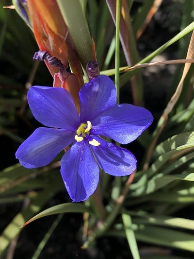 Aristea racemosa, photographed by Dave U