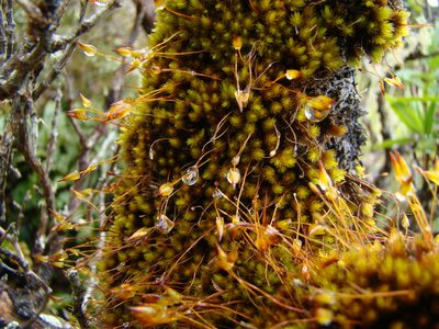 Macromitrium longipes, photographed by Lisa Bennett