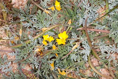 Hypecoum procumbens, photographed by Drepanostoma