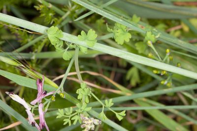 Fumaria bicolor, photographed by Drepanostoma