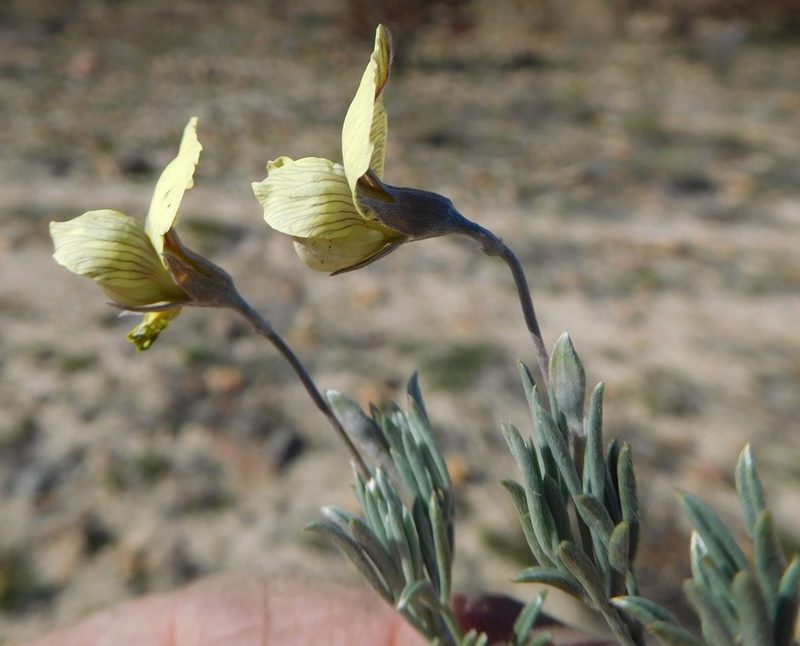 Lotononis gracilifolia, photographed by Charles Stirton