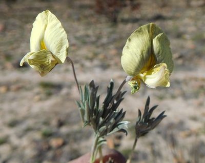 Lotononis gracilifolia, photographed by Charles Stirton