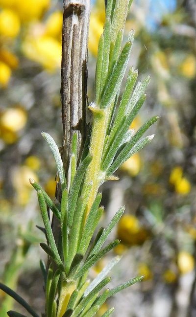 Aspalathus rostrata, photographed by Charles Stirton