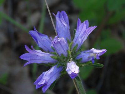 Campanula lingulata, photographed by Kostas Zontanos