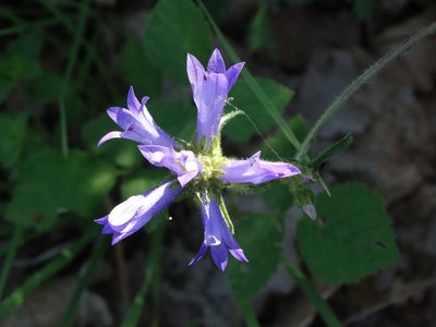 Campanula lingulata, photographed by Kostas Zontanos