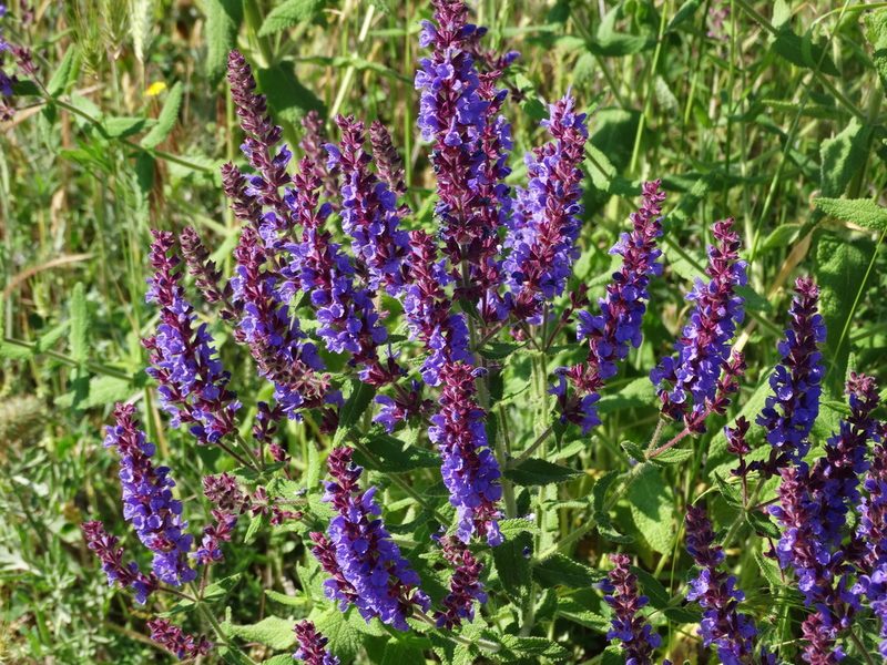 Salvia amplexicaulis, photographed by Kostas Zontanos