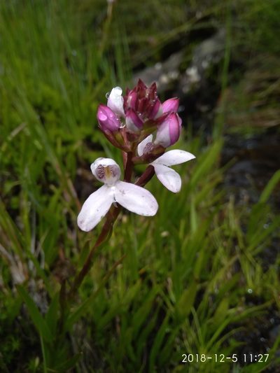 Disa caulescens, photographed by Seth Musker