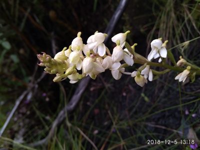 Disa uncinata, photographed by Seth Musker