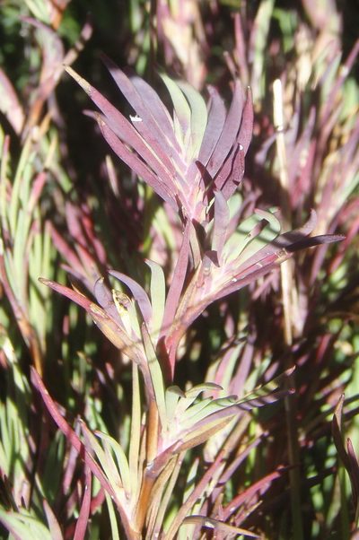 Cliffortia nivenioides, photographed by Nicola van Berkel