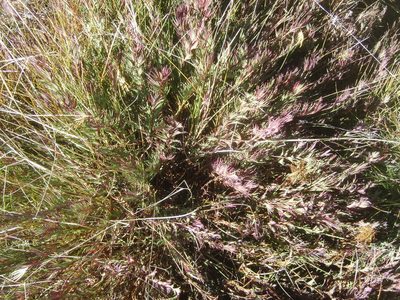Cliffortia nivenioides, photographed by Nicola van Berkel