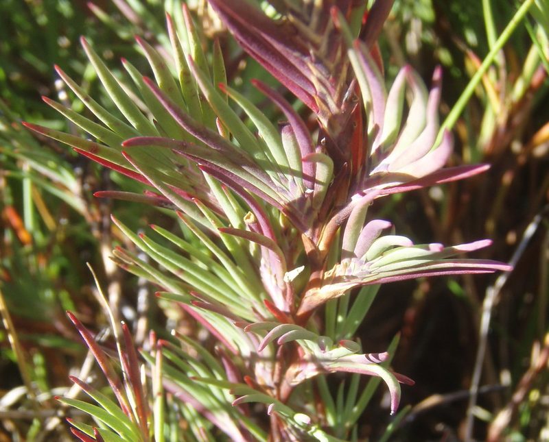 Cliffortia nivenioides, photographed by Nicola van Berkel