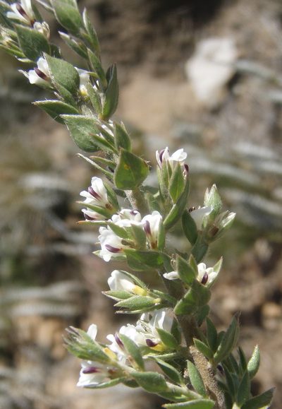 Amphithalea micrantha, photographed by Nicola van Berkel