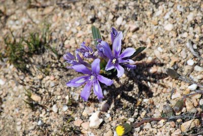 Babiana cuneata, photographed by Charles Stirton