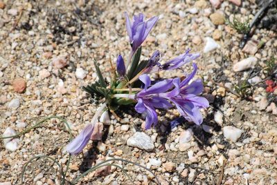 Babiana cuneata, photographed by Charles Stirton