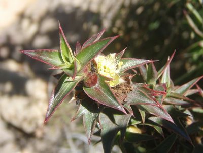Cliffortia ilicifolia, photographed by Nicola van Berkel