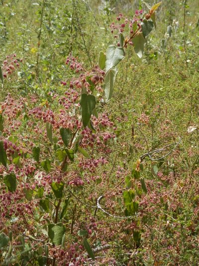 Lasiopetalum bracteatum, photographed by Charles Stirton