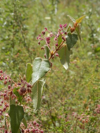 Lasiopetalum bracteatum, photographed by Charles Stirton