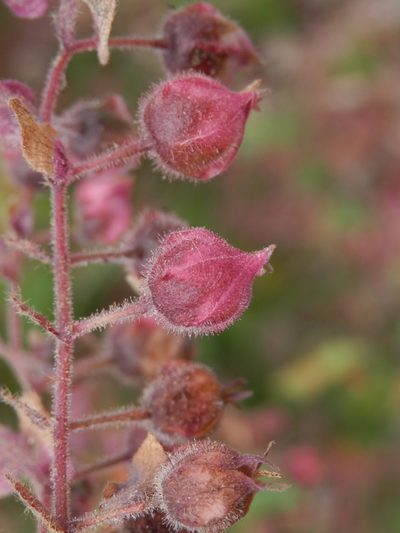 Lasiopetalum bracteatum, photographed by Charles Stirton