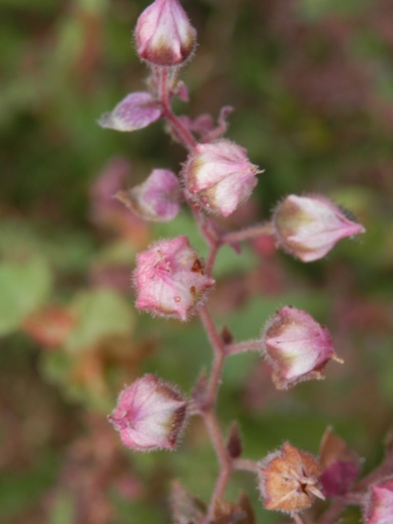 Lasiopetalum bracteatum, photographed by Charles Stirton