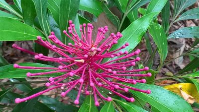 Alloxylon pinnatum, photographed by Heidi Meudt