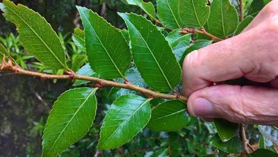 Nothofagus moorei, photographed by Heidi Meudt