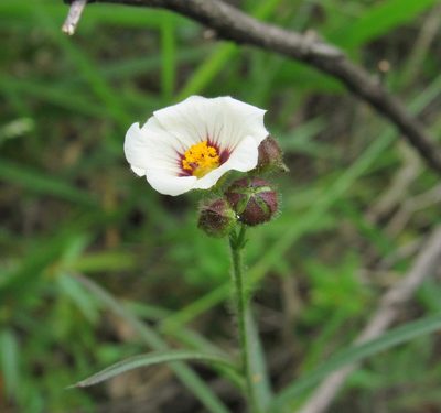 Sida linifolia, photographed by Kahio Tiberio Mazon
