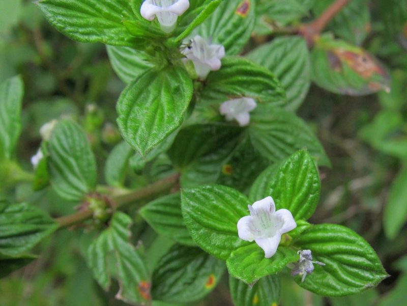 Hexasepalum radulum, photographed by Kahio Tiberio Mazon