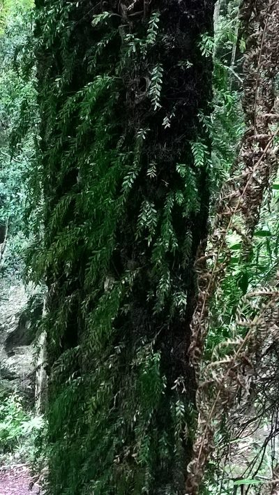 Tmesipteris ovata, photographed by Heidi Meudt