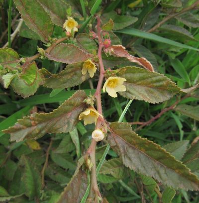 Sida planicaulis, photographed by Kahio Tiberio Mazon