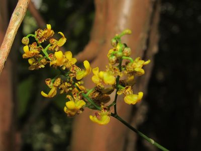 Gomesa paranensoides, photographed by Kahio Tiberio Mazon