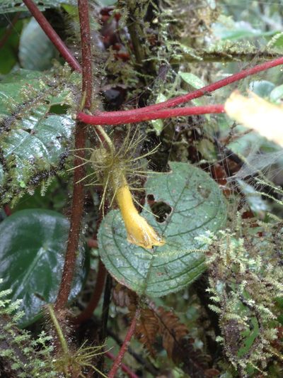 Glossoloma sprucei, photographed by Oscar Marín