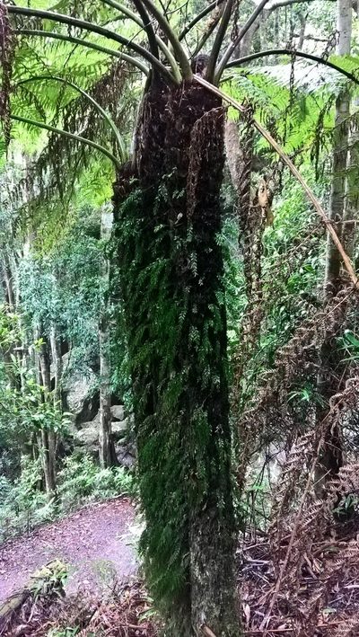 Tmesipteris ovata, photographed by Heidi Meudt