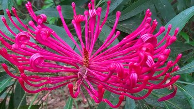 Alloxylon pinnatum, photographed by Heidi Meudt