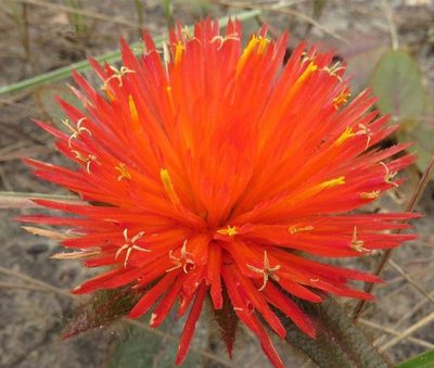 Gomphrena arborescens, photographed by Ronald Péret