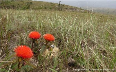 Gomphrena arborescens, photographed by Ronald Péret