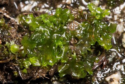 Phymatoceros bulbiculosus, photographed by Ken-ichi Ueda