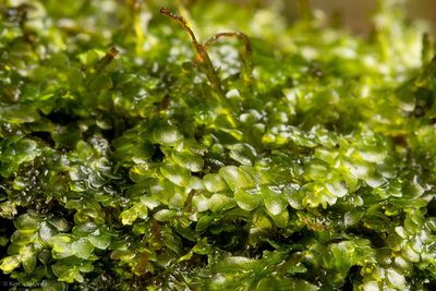 Calypogeia neogaea, photographed by Ken-ichi Ueda