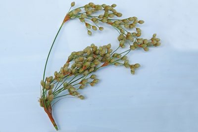 Scirpus pedicellatus, photographed by Bill Keim