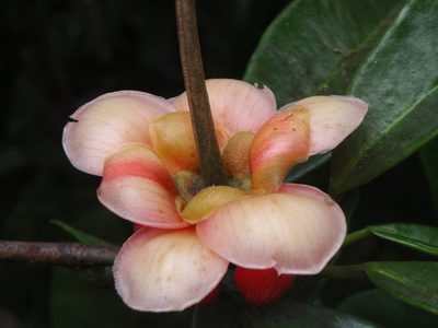 Allanblackia stuhlmannii, photographed by Carrie Seltzer