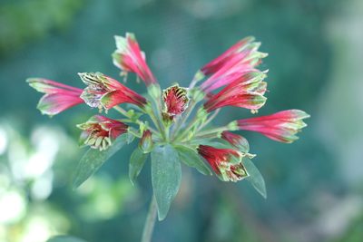 Alstroemeria psittacina, photographed by Romi Galeota Lencina