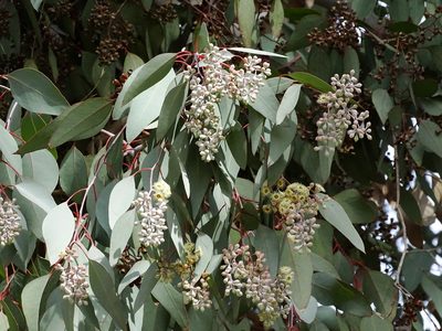 Eucalyptus polyanthemos, photographed by Jesse Rorabaugh